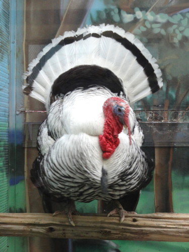 Hayvan Fotoğraf, fotoşopsuz fotoğraf, yeryüzü sanatı, sanat eseri Jean-Guy Alarie tarafından