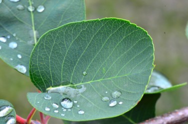 Fotografie mit dem Titel "Perles de pluie" von Jean-Guy Alarie, Original-Kunstwerk, Nicht bearbeitete Fotografie