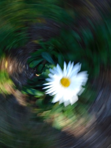La Covid aura tué le temps des marguerites et de l'innocence Photography titled "La Covid aura tué l…" by Jean-Guy Alarie, Original Art, Non Manipulated Photography