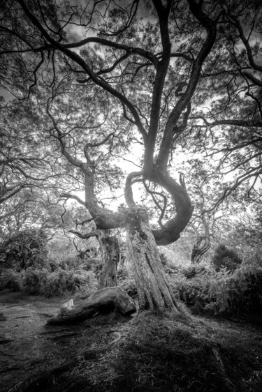 Photographie intitulée "Protection" par Jean-Guy Nakars, Œuvre d'art originale, Photographie numérique