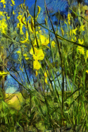 Photographie intitulée "Fleurs de genêt" par Jean-Louis Bouzou, Œuvre d'art originale, Photographie numérique