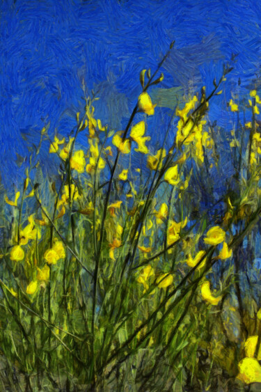 Photographie intitulée "Fleurs de genêt - 2" par Jean-Louis Bouzou, Œuvre d'art originale, Photographie numérique