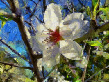Photographie intitulée "Amandier en fleur" par Jean-Louis Bouzou, Œuvre d'art originale, Photographie numérique