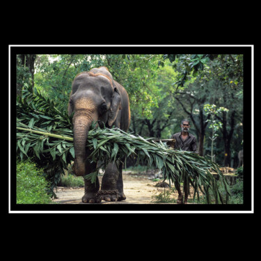 Photography titled "Elephanten Farm" by Jean-Loup Debionne, Original Artwork, Analog photography