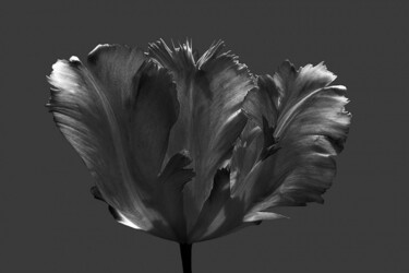 Digital Arts titled "Tulipe Eclose" by Jean-Luc Bohin, Original Artwork