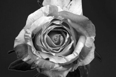 Arts numériques intitulée "rose bicolore" par Jean-Luc Bohin, Œuvre d'art originale
