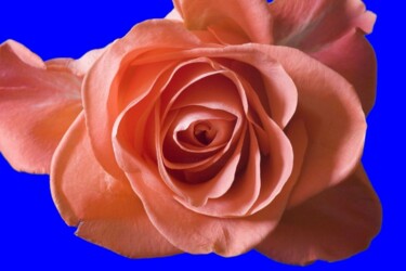 Photographie intitulée "Rose Orange" par Jean-Luc Bohin, Œuvre d'art originale