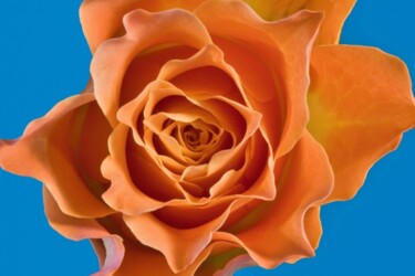 Photographie intitulée "Rose Orange 2" par Jean-Luc Bohin, Œuvre d'art originale