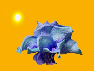 Photographie intitulée "Rose Bleue & Soleil" par Jean-Luc Bohin, Œuvre d'art originale