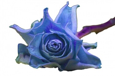 Photographie intitulée "Rose Bleue 3" par Jean-Luc Bohin, Œuvre d'art originale