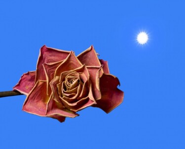 Photographie intitulée "Rose & Soleil" par Jean-Luc Bohin, Œuvre d'art originale
