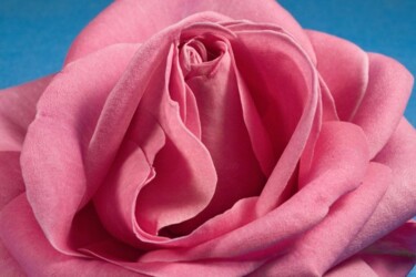 Photographie intitulée "Pétales de Rose" par Jean-Luc Bohin, Œuvre d'art originale