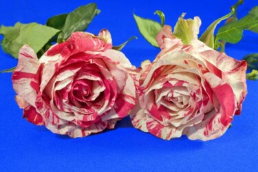 Photographie intitulée "Couple Roses Bicolo…" par Jean-Luc Bohin, Œuvre d'art originale