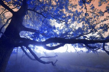 Photographie intitulée "Chêne au Soleil" par Jean-Luc Bohin, Œuvre d'art originale