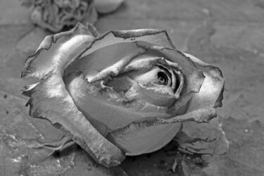 "rose" başlıklı Dijital Sanat Jean-Luc Bohin tarafından, Orijinal sanat, Dijital Resim