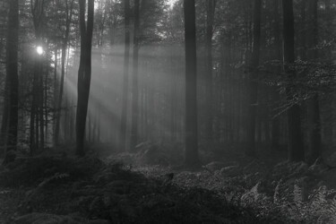 Arts numériques intitulée "forêt lyons 1" par Jean-Luc Bohin, Œuvre d'art originale