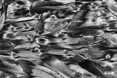 Arte digital titulada "plumes 2" por Jean-Luc Bohin, Obra de arte original, Pintura Digital