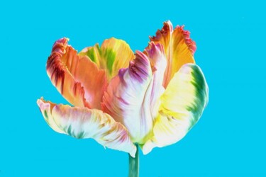 Fotografie mit dem Titel "tulipe perroquet" von Jean-Luc Bohin, Original-Kunstwerk