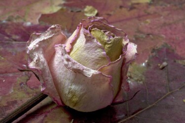 Photographie intitulée "rose4copy.jpg" par Jean-Luc Bohin, Œuvre d'art originale