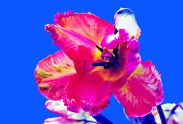 Fotografie mit dem Titel "tulipe perroquet ro…" von Jean-Luc Bohin, Original-Kunstwerk