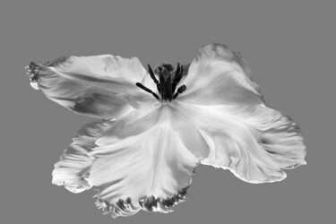 Arts numériques intitulée "tulipe volante" par Jean-Luc Bohin, Œuvre d'art originale