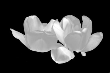 Arts numériques intitulée "tulipe" par Jean-Luc Bohin, Œuvre d'art originale, Peinture numérique