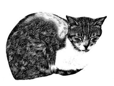 Photographie intitulée "Amorgos, chat" par Jean-Luc Bohin, Œuvre d'art originale