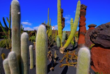 Photography titled "cactus garden 2.jpg" by Jean-Luc Bohin, Original Artwork