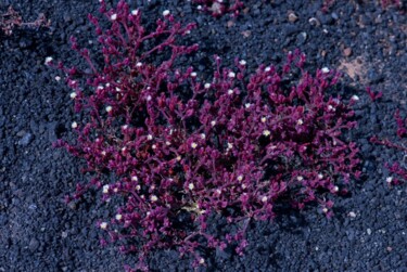 Photographie intitulée "timanfaya plant 5.j…" par Jean-Luc Bohin, Œuvre d'art originale