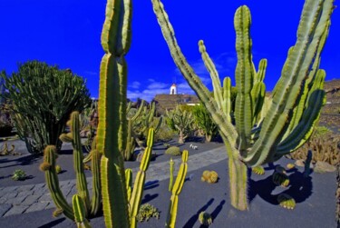 Photography titled "cactus garden lanza…" by Jean-Luc Bohin, Original Artwork