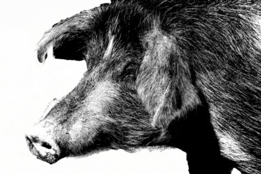 Photographie intitulée "pigs43.jpg" par Jean-Luc Bohin, Œuvre d'art originale