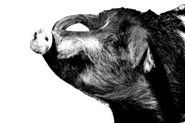 Photographie intitulée "wild pig 46.jpg" par Jean-Luc Bohin, Œuvre d'art originale