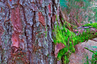 Photographie intitulée "pinetree2b.jpg" par Jean-Luc Bohin, Œuvre d'art originale