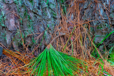 Photographie intitulée "pinetree34.jpg" par Jean-Luc Bohin, Œuvre d'art originale