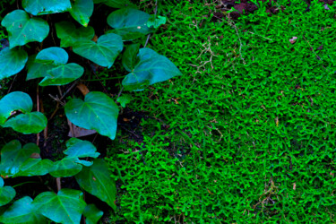 Photography titled "LEAVES & MOSS" by Jean-Luc Bohin, Original Artwork