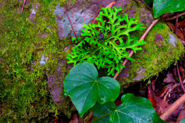 Photography titled "MOSS, LEAVES & PLANT" by Jean-Luc Bohin, Original Artwork