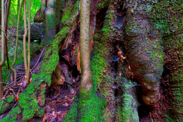 Photographie intitulée "GIANT LAUREL 52" par Jean-Luc Bohin, Œuvre d'art originale