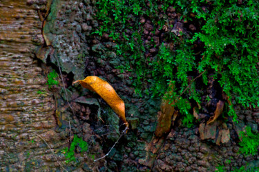 Photographie intitulée "GIANT LAUREL TRUNK…" par Jean-Luc Bohin, Œuvre d'art originale