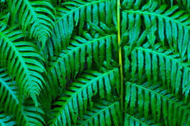 Photography titled "FERNS COUPLE" by Jean-Luc Bohin, Original Artwork