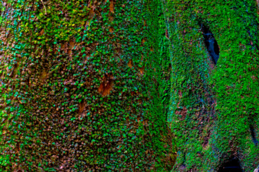 Photographie intitulée "GIANT LAUREL BARK" par Jean-Luc Bohin, Œuvre d'art originale