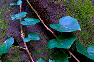 Fotografia intitolato "LEAVES & GIANT LAUR…" da Jean-Luc Bohin, Opera d'arte originale