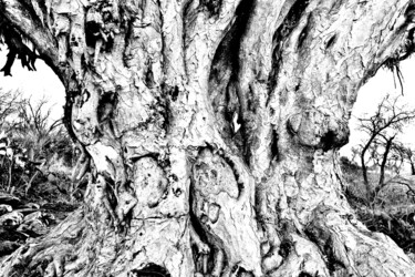 Fotografie getiteld "DRAGON-TREE TRUNK" door Jean-Luc Bohin, Origineel Kunstwerk