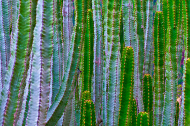 Photographie intitulée "EUPHORBIA CANARIENS…" par Jean-Luc Bohin, Œuvre d'art originale