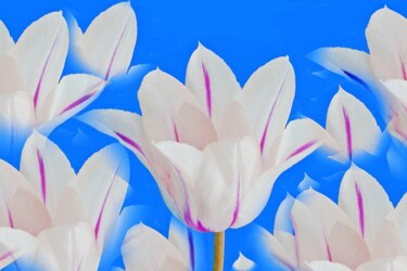 Photography titled "tulipes blanche et…" by Jean-Luc Bohin, Original Artwork
