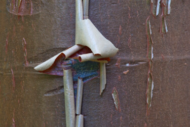 Photographie intitulée "BOW TIE" par Jean-Luc Bohin, Œuvre d'art originale