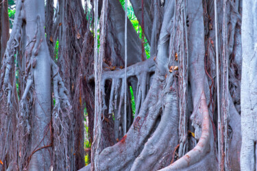 Photography titled "BANYAN TREE" by Jean-Luc Bohin, Original Artwork