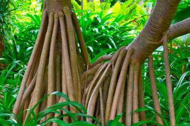 Photographie intitulée "PANDANUS COUPLE" par Jean-Luc Bohin, Œuvre d'art originale