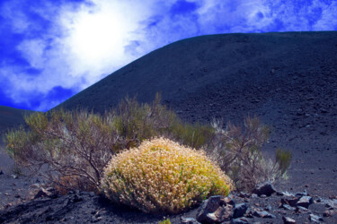 Photography titled "ARDENT BUSH at FASN…" by Jean-Luc Bohin, Original Artwork