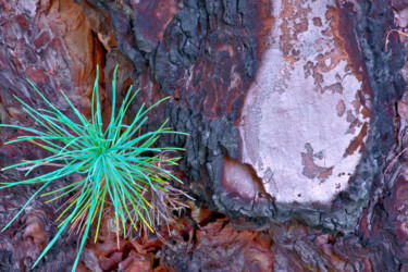 Photography titled "GREEN AND BLACK!" by Jean-Luc Bohin, Original Artwork