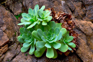 Photography titled "SUCCULENT ON ROCK" by Jean-Luc Bohin, Original Artwork